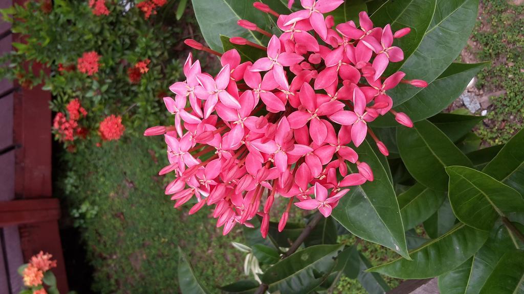 Rekona Lodge Gizo Luaran gambar